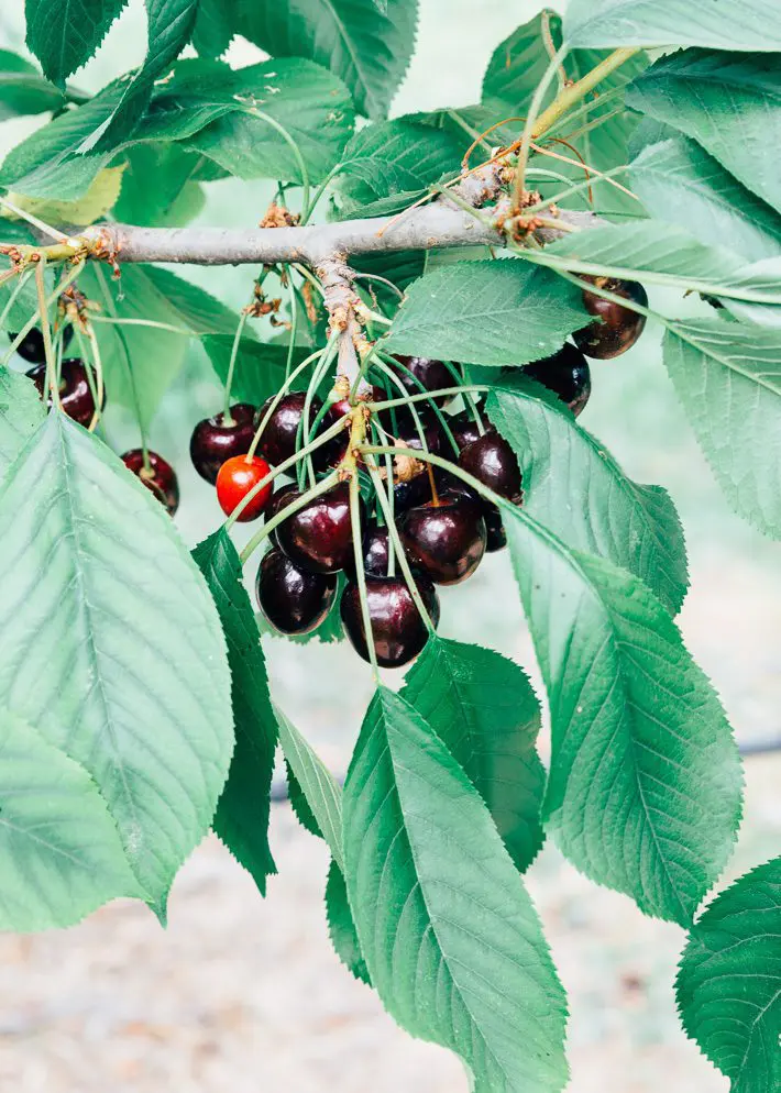 Fruittuin van West