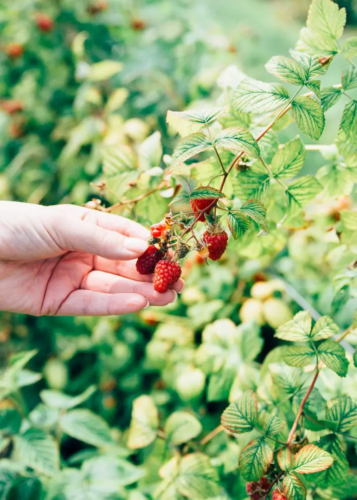 Fruittuin van West